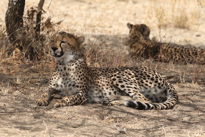 2 Days Tarangire and Ngorongoro Group Camping Safari - The guide and service question