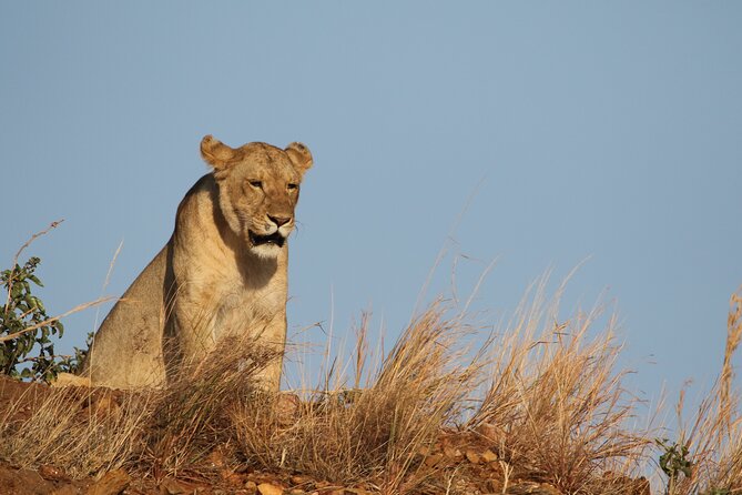 2 Days Tarangire and Ngorongoro Group Camping Safari - Who should book this two-day safari?