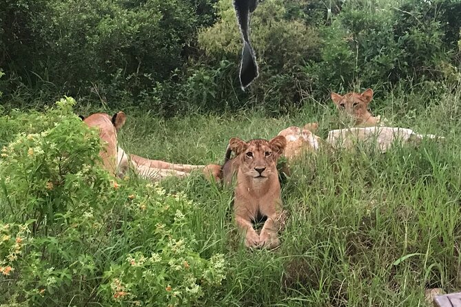 2 nights 3 days safari to mikumi national park - Is $650 a fair price?