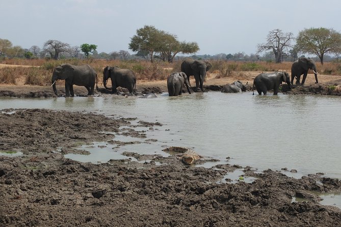 2 nights 3 days safari to mikumi national park - The main tradeoff: road time versus safari time