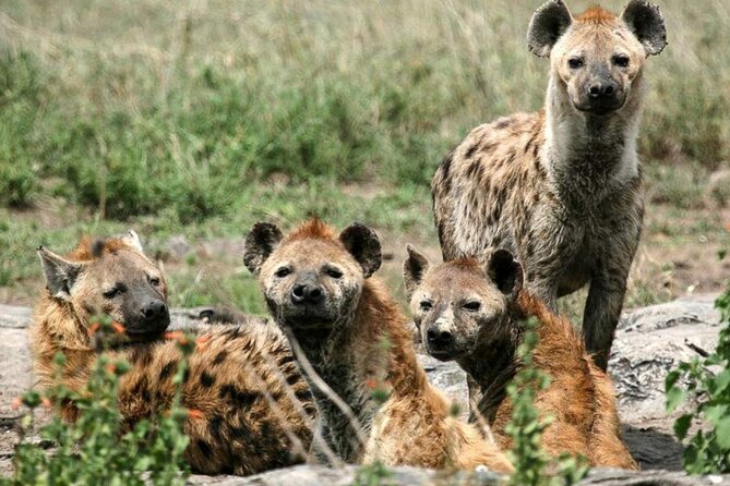 3 Day Classic, Guided Serengeti Safari - Leaving Arusha for the Serengeti
