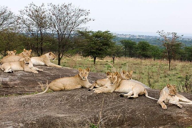3 Day Classic, Guided Serengeti Safari - How good is the value at $1,595?