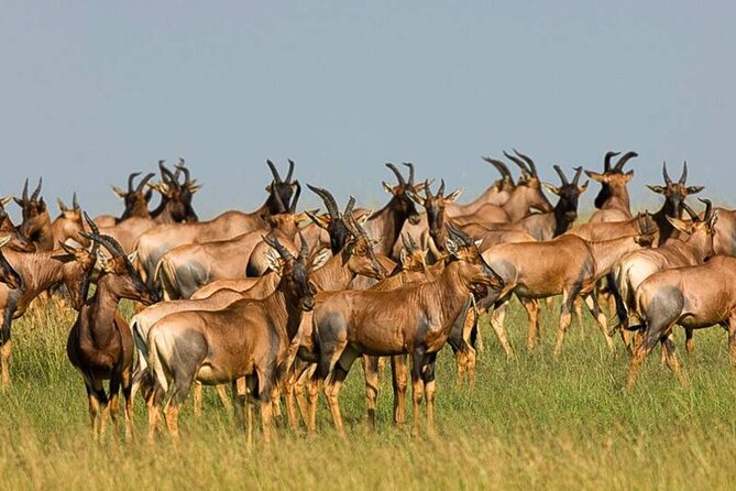 3 Day Classic, Guided Serengeti Safari - A full day among Serengeti wildlife