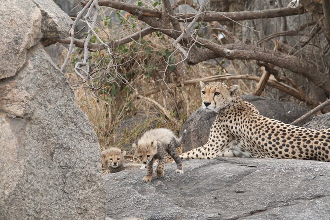 3-Day Classic Serengeti Safari - Three days, two famous parks, one busy route