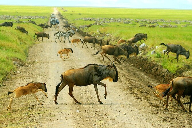 3-Day Ngorongoro Crater Manyara and Tarangire Safari from Arusha - Who should book this safari?