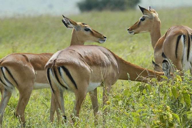 3 Days 2 Nights Group Joining Serengeti and Ngorogoro Safari - Key points before you book