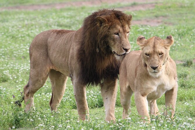 3 Days 2 Nights Group Joining Serengeti and Ngorogoro Safari - What this three-day safari is really like