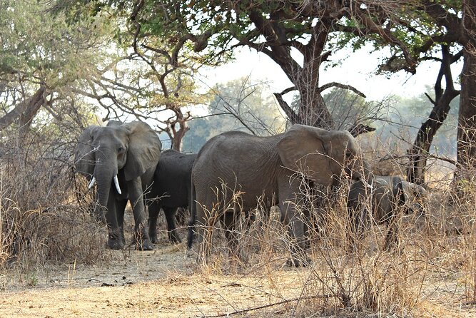 3 Days 2 Nights Group Joining Serengeti and Ngorogoro Safari - Ngorongoro Crater gives you a concentrated final day