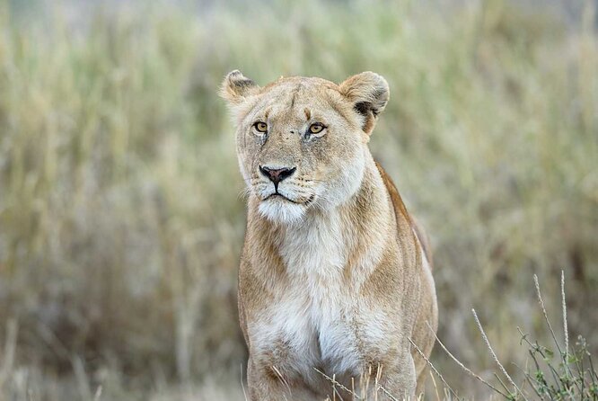 3 Days 2 Nights Group Joining Serengeti and Ngorogoro Safari - The open-roof Land Cruiser and group size