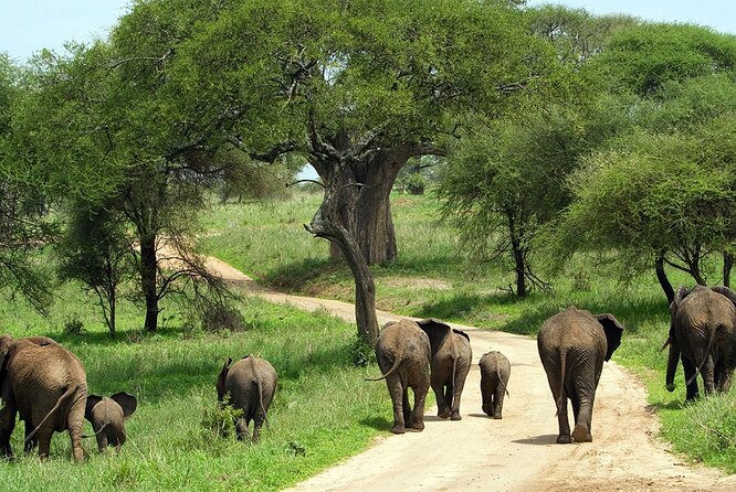 3 Days 2 Nights Group Joining Serengeti and Ngorogoro Safari - Sunrise wildlife in Serengeti on day two