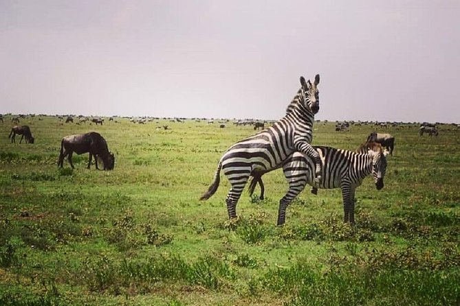 3 days fly in safari - Day Three: Down Into Ngorongoro Crater