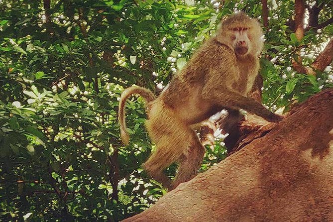 3 days fly in safari - What the $2,600 Price Covers