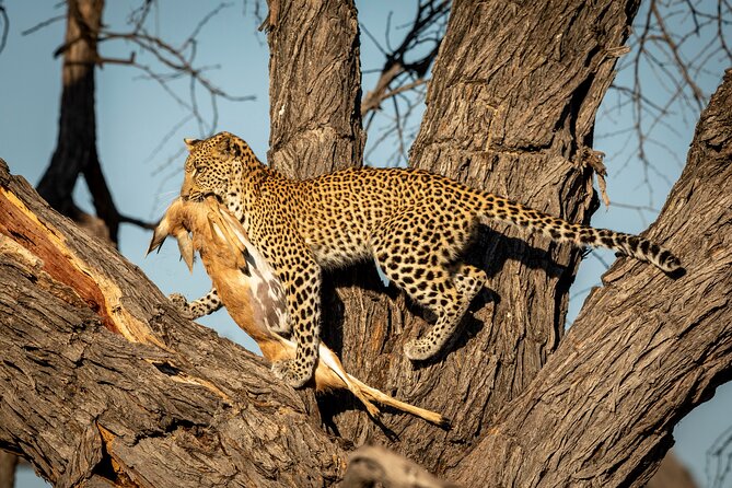 3 Days Safari Serengeti & Ngorongoro Crater - Day two: early animals in the Serengeti