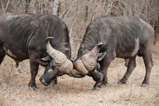 3 Days Safari Serengeti & Ngorongoro Crater - Guides, chefs, and the human side of the safari