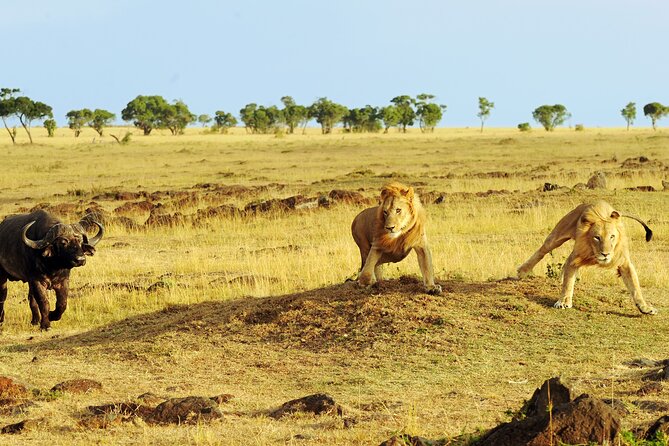 3 Days Safari Serengeti & Ngorongoro Crater - What the $750 price includes