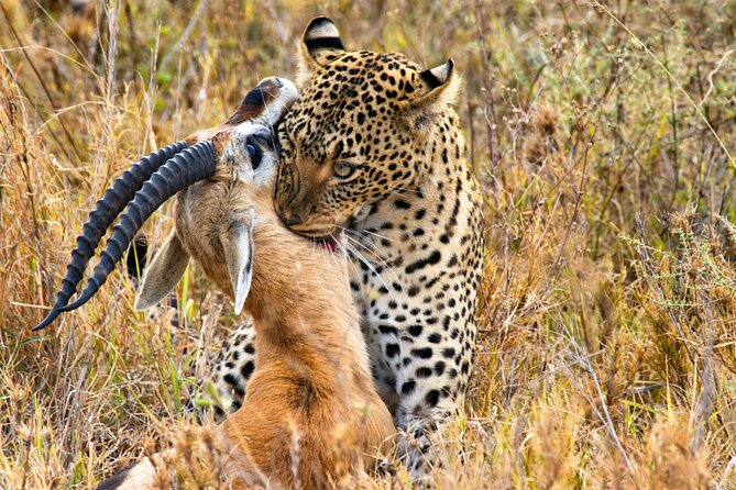 3 Days Safari Serengeti & Ngorongoro Crater - Who should book this safari