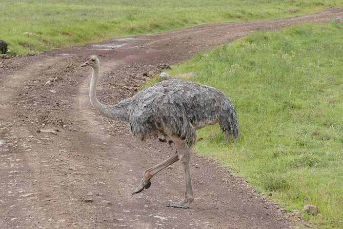 3 Days Safari Serengeti & Ngorongoro Crater - Should you book it?
