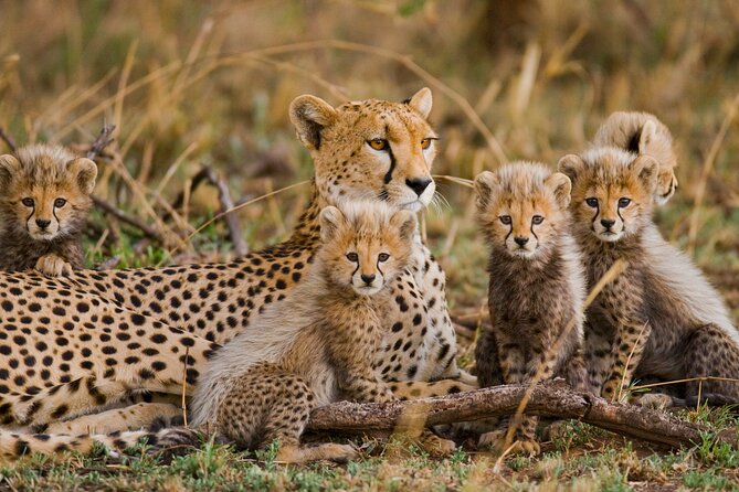 3 Days Safari Serengeti & Ngorongoro Crater - Camping near Ngorongoro Crater