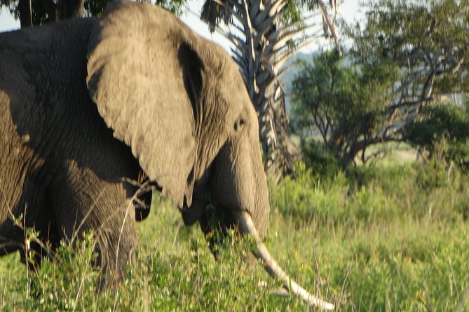 3 Days Safari to Mikumi NP - Accommodation Inside the Park - Why Mikumi works for a short Tanzania safari