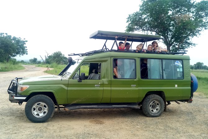 3 Days Safari to Mikumi NP - Accommodation Inside the Park - Day 2: a full day among elephants, lions, and birds