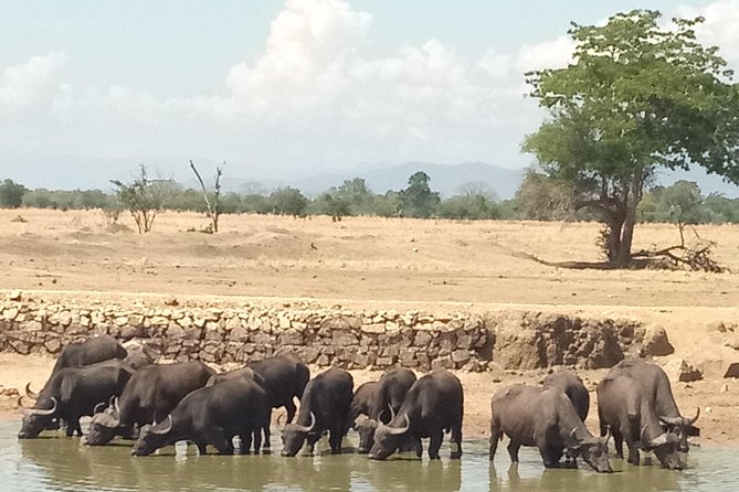 3 Days Safari to Mikumi NP - Accommodation Inside the Park - The guide can shape the whole safari