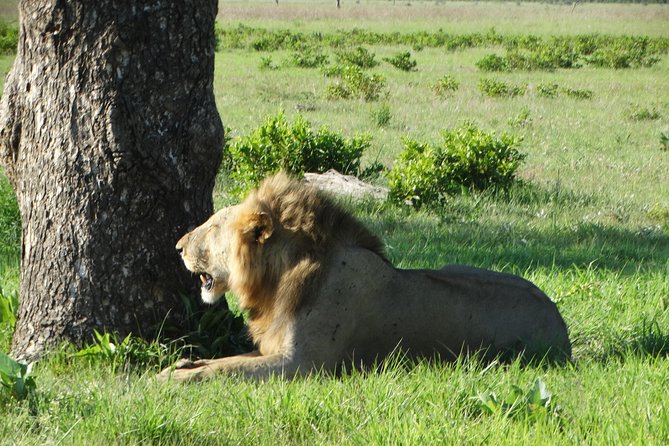 3 Days Safari to Mikumi NP - Accommodation Inside the Park - Where you sleep: the most important detail to confirm