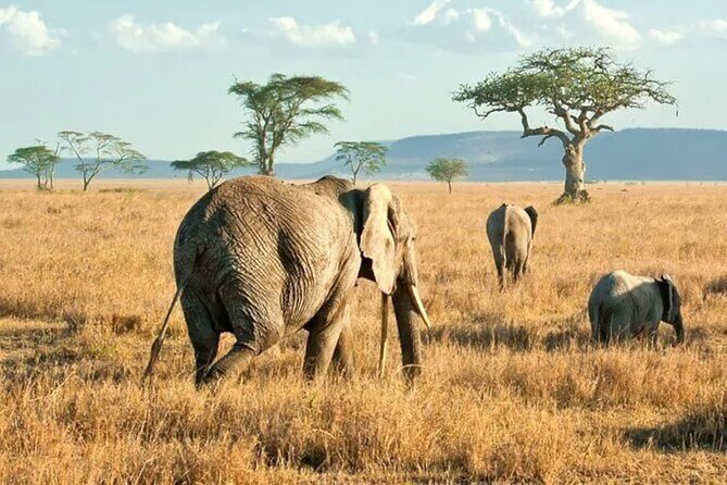 3 Days Safari to Serengeti National Park & Ngorongoro Crater in Tanzania - Who will enjoy this safari most?