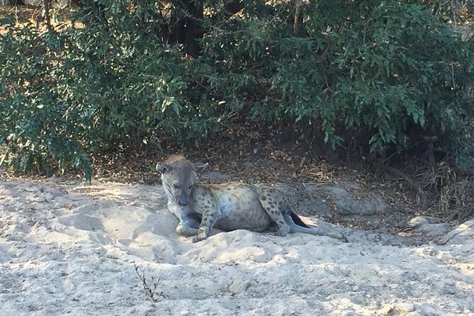 3 Days Selous (Nyerere National Park) - Why Nyerere works for a short safari from Dar es Salaam