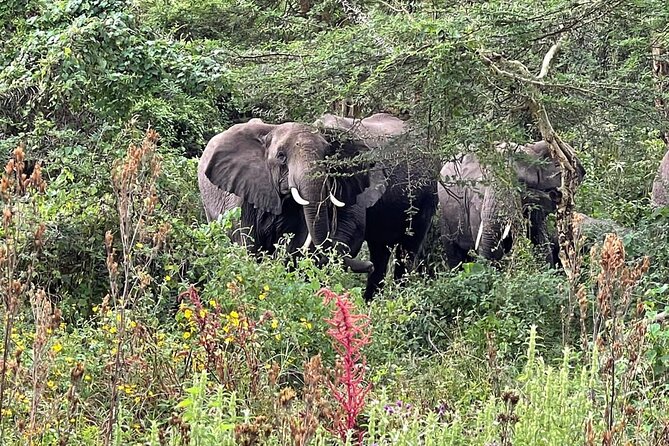 3 Days Selous (Nyerere National Park) - Day two: the main Nyerere game drive
