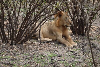 3 Days Selous (Nyerere National Park)