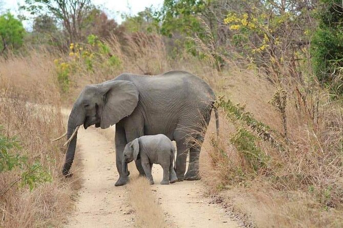 3 Days Selous (Nyerere National Park) - Day three: a walking safari before the drive back