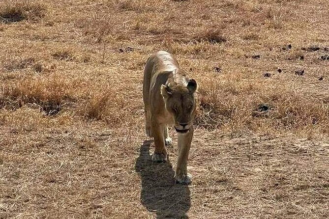 3 Days Selous (Nyerere National Park) - Practical details that matter before departure