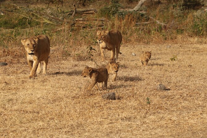 3 Days Serengeti & Ngorongoro Group Camping Safari - Key points to know before you book