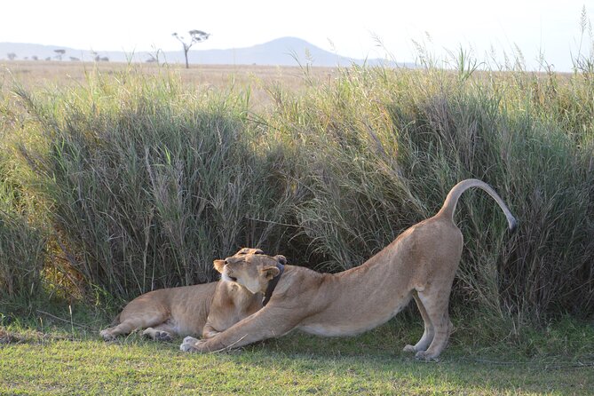 3 Days Serengeti & Ngorongoro Group Camping Safari - Day 3: A crater-floor safari before Arusha