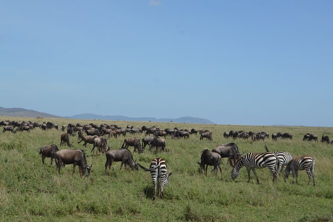 3 Days Serengeti & Ngorongoro Group Camping Safari - What $815 per person really buys