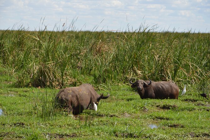 3 Days Serengeti & Ngorongoro Group Camping Safari - Who should book this safari