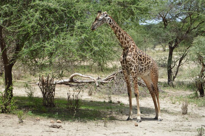 3 Days Serengeti & Ngorongoro Group Camping Safari - Day 1: Arusha to the Serengeti plains