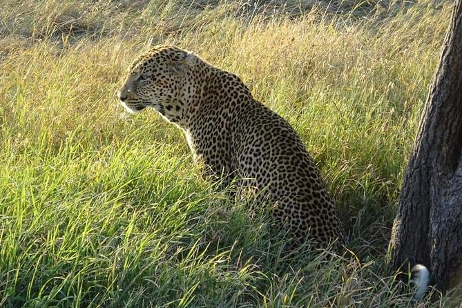 3 Days Serengeti & Ngorongoro Tour - Day 3: an early game drive inside Ngorongoro Crater