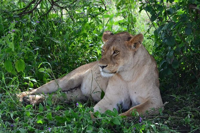 3 Days Serengeti & Ngorongoro Tour - The guide and driver shape the safari