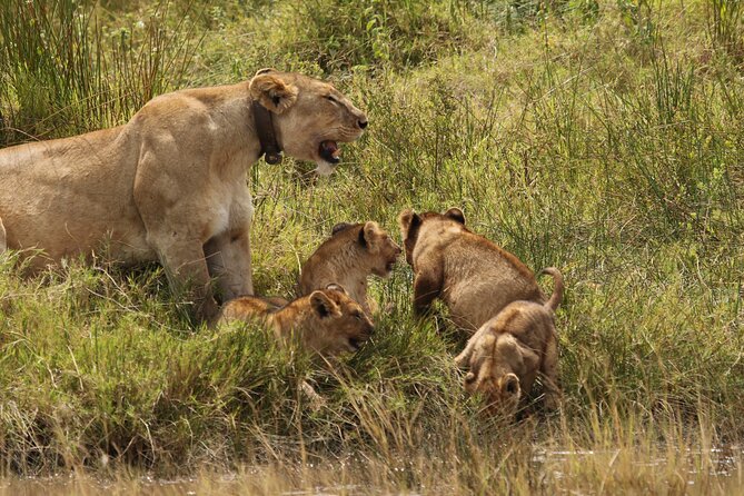 3 Days Tarangire, Ngorongoro & Lake Manyara Group Camping Safari - Why This Short Safari Works