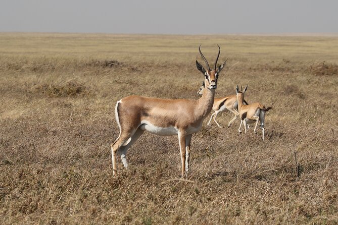 3 Days Tarangire, Ngorongoro & Lake Manyara Group Camping Safari - Lake Manyara: Forest, Water, and Tree-Climbing Lions