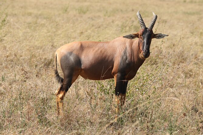 3 Days Tarangire, Ngorongoro & Lake Manyara Group Camping Safari - Camping and Meals at $700