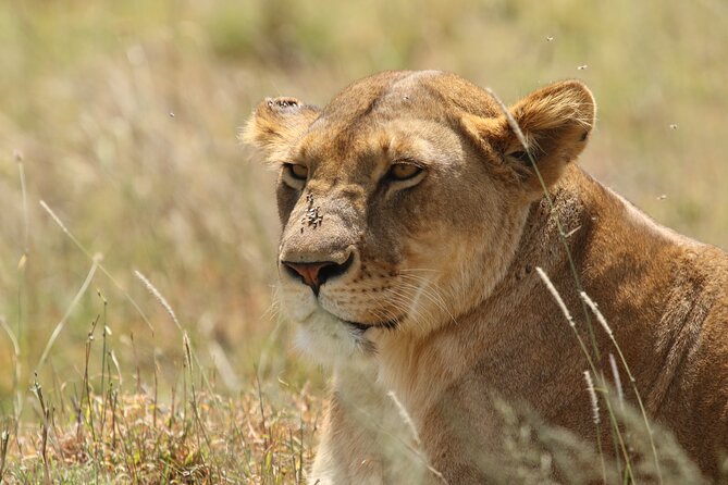 3 Days Tarangire, Ngorongoro & Lake Manyara Group Camping Safari - Group Size, Guiding, and Comfort