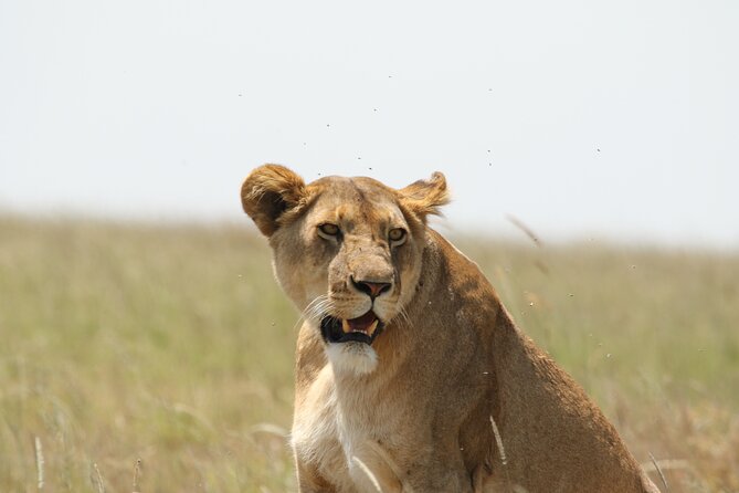 3 Days Tarangire, Ngorongoro & Lake Manyara Group Camping Safari - Should You Book It?
