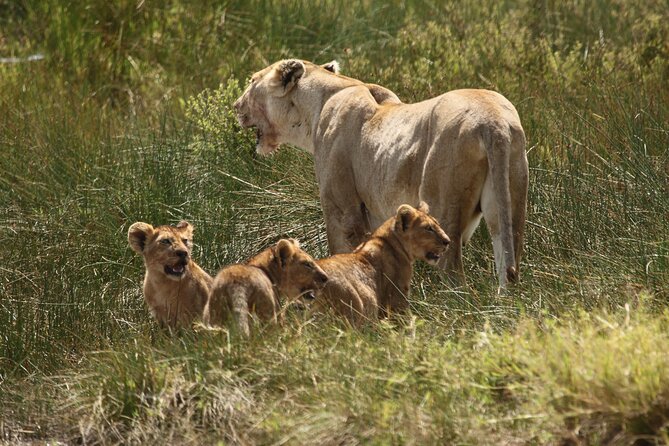 3 Days Tarangire, Ngorongoro & Lake Manyara Group Camping Safari - Ngorongoro Crater: The Trip’s Strongest Wildlife Day