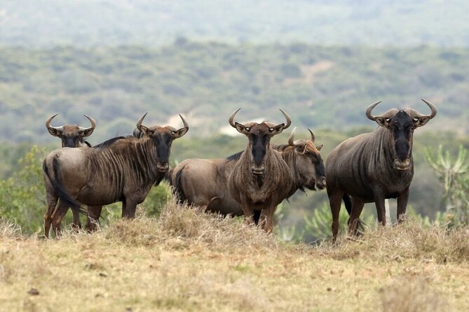 4-Day fascinating Camping Safari in Tanzania - What $935 buys you on this Tanzania safari