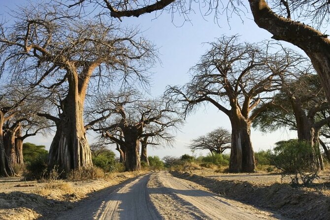 4-Day fascinating Camping Safari in Tanzania - Day four: below the walls of Ngorongoro Crater