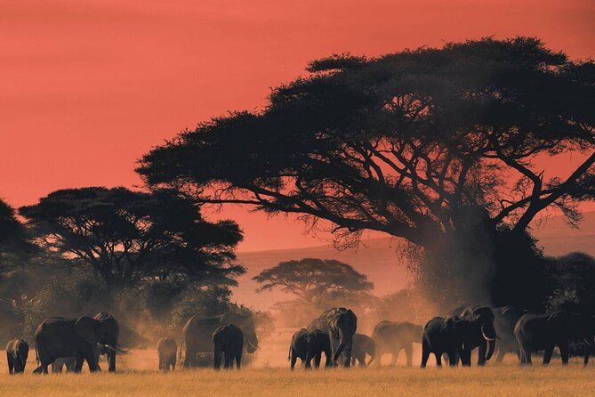 4-Day fascinating Camping Safari in Tanzania - Day two: the long road to Seronera