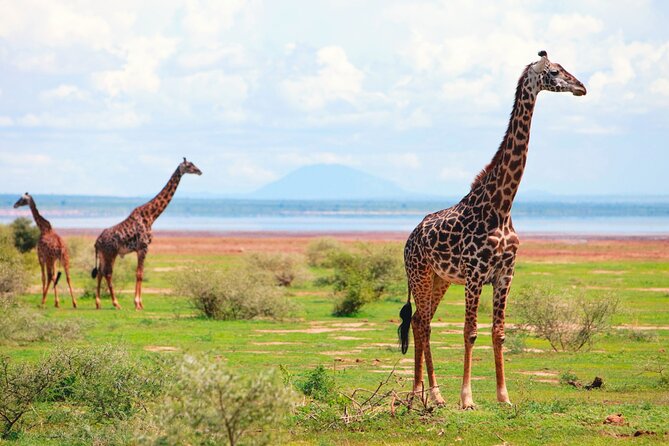4 Day Great Migration Safari Serengeti & Ngorongoro Crater - What the private jeep changes