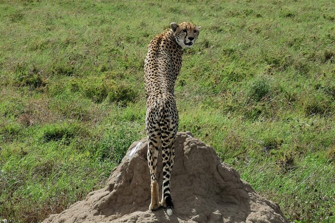 4-Day Lodge Private Tour to Tarangire, Serengeti and Ngorongoro - Day 1: Tarangire’s elephants and baobab country